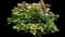 Bigleaf hydrangea — design image 9