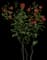 Hundred-Leaved Rose — design image 1