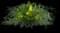 Mahonia 'Soft Caress' — design image 1