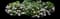 Bigleaf hydrangea — design image 20