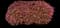 Crimson Fire™ Loropetalum — design image 7