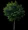 Citrus Tree — design image 3