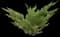 Creeping Juniper — design image 13