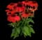 Guatemala Papaya Coneflower — design image 1