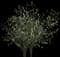 Bird Cherry — design image 1