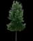 Maple Tree — design image 4