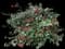 Japanese Camellia Shrub — design image 3