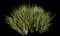New Zealand Flax (Phormium tenax) — design image 6
