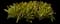 Flaming Torch Billbergia — design image 1