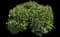 Bush poppy — design image 1