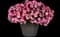 Slingshot™ Heartwheel Petunia — design image 2