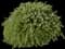 Tuscan Rosemary — design image 5