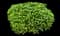 Kindly Privet — design image 2