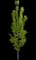 Columnare Norway Maple — design image 1