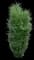 Fine Line® Buckthorn — design image 6