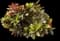 Croton — design image 2