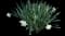 Wild Daffodil — design image 27