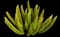 Asparagus Fern Plant — design image 4