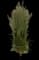 Karl Foerster Grass — design image 13