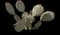 Barbary fig — design image 3