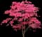 Bloodgood Japanese Maple Tree — design image 4