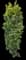 Columnar Buckthorn — design image 14
