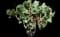 Orpine — design image 3