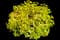 Ninebark - Yellow — design image 1
