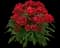 Dart™ Scarlet Dianthus — design image 1