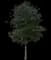 Live Oak Tree — design image 1