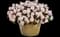 Rockapulco Appleblossom Double Impatiens — design image 2