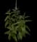 Longleaf Speedwell — design image 2