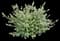 Coastal Rosemary — design image 1