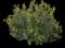 Yellow Elder — design image 1