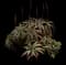 Torch Aloe — design image 22