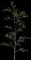 Golden Shower Tree — design image 2