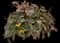 Black-Eyed Susan (Rudbeckie hirta) — design image 5