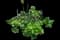 Tree Aeonium — design image 2