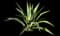 Spanish Dagger Yucca — design image 2