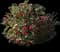 Kramers Camellia Shrub — design image 1