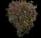 Ninebark (Physocarpus opulifolius) — design image 3