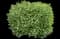 Ivory Halo® Variegated Dogwood — design image 10
