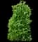 Yardline Viburnum — design image 1