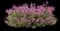 Fireweed — design image 1