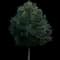 Little Leaf Linden — design image 3