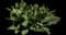 Meadow Sage — design image 1