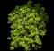 Common Lilac — design image 11