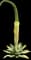 Fox Tail Agave — design image 3