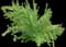 European Gooseberry — design image 1