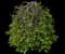 Covey Lavender Twist® Weeping Eastern Redbud — design image 1